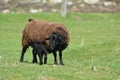 Young lamb nursing with mother sheep in a green pasture Royalty Free Stock Photo