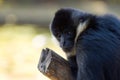 Young Black Siamang