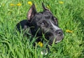 Young black Staffordshire terrier dog. Six month old dog on green grass background Royalty Free Stock Photo