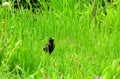 Young black starling, sitting on the ground, in thickets of tall green grass Royalty Free Stock Photo