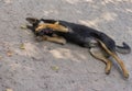 Young black stray dog having rest on a street surface Royalty Free Stock Photo