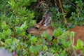 Joven ciervo pasa en baya en uno de islas 