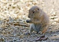 Young black-tailed prairie dog Royalty Free Stock Photo