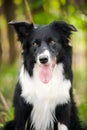 Young black and white border collie dog Royalty Free Stock Photo