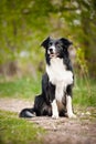 Young black and white border collie dog Royalty Free Stock Photo
