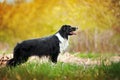 Young black and white border collie dog Royalty Free Stock Photo
