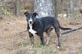 Young black, white and brown mixed breed puppy dog Royalty Free Stock Photo