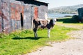 Young black and white calf at dairy farm. Newborn baby cow Royalty Free Stock Photo