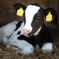 Young black and white calf lies in straw and looks alert Royalty Free Stock Photo