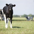 Young black and white calf stands in meadow and stares curiously into camera Royalty Free Stock Photo