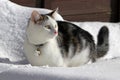A young black and white cat with a collar and bell runs through the snow Royalty Free Stock Photo