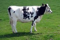 Young black and white clean cow in a farmland, England Royalty Free Stock Photo