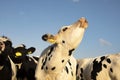 Young black and white cow does moo, head uplifted