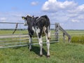 Young black-and-white cow looks out over a fence, seen from behind, in a Dutch farmer`s landscape Royalty Free Stock Photo