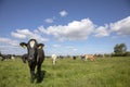 Young black and white cow walking forwards in a green pasture with a herd of cows in the background and a blue sky with clouds Royalty Free Stock Photo