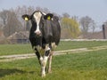 Young black and white cow walking in pasture with a farm and haystack in the background Royalty Free Stock Photo