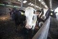 Young black and white cows in half open stable