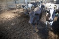 Young black and white cows in half open stable