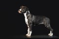 Young black and white dog breed American Staffordshire Terrier isolated on black background