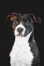 Young black and white dog breed American Staffordshire Terrier isolated on black background Royalty Free Stock Photo