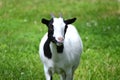 Young black and white goat, grass Royalty Free Stock Photo