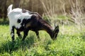 Young black-white goat grazes in the meadow Royalty Free Stock Photo