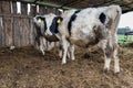 Young black and white holstein calf bull in outdoor cow barn Royalty Free Stock Photo