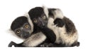 Young Black-and-white ruffed lemurs, Varecia variegata subcincta, 2 months old Royalty Free Stock Photo