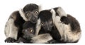 Young Black-and-white ruffed lemurs, Varecia variegata subcincta, 2 months old Royalty Free Stock Photo