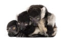 Young Black-and-white ruffed lemurs, Varecia variegata subcincta, 2 months old Royalty Free Stock Photo