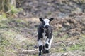 Young black and white sheep, lamb walks in the sand, looking at the camera Royalty Free Stock Photo