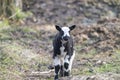 Young black and white sheep, lamb walks in the sand, looking at the camera