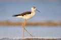 Young black-winged stilt in soft morning light walking on water