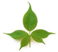 Young blackberry leaf isolated Royalty Free Stock Photo