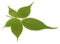 Young blackberry leaf isolated Royalty Free Stock Photo