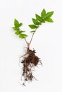 BlackBerry seedling with strong root on white background