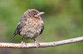 Young blackbird, Baby Turdus merula sits on a branch. Slovakia. Europe