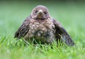 Young blackbird, Baby Turdus merula sits on a green grass. Slovakia. Europe