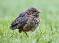 Young blackbird, Baby Turdus merula sits on a green grass. Slovakia. Europe Royalty Free Stock Photo