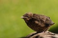 Young blackbird basking on tree Royalty Free Stock Photo