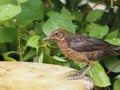Young blackbird on a bird bath