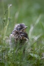 Young blackbird chick in the grass Royalty Free Stock Photo