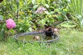 Young blackbird