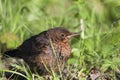 Young blackbird