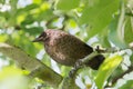 Young blackbird sitting in the apple tree