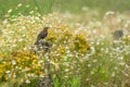 A young blackbird sitting on wooden pole