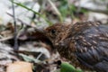 Young blackbird Turdus merula Royalty Free Stock Photo