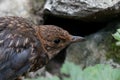 Young blackbird Turdus merula Royalty Free Stock Photo