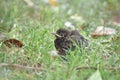 Young Blackbird (Turdus merula)