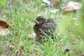 Young Blackbird (Turdus merula)